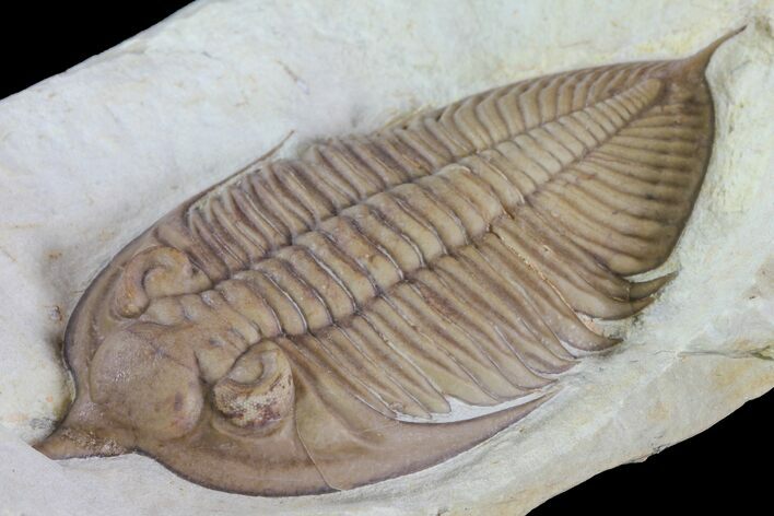 Huntonia Trilobite - Black Cat Mountain, Oklahoma #76384